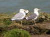 Yellow-legged Gull at River Roach (Steve Arlow) (87468 bytes) Yellow-legged Gull at River Roach (Steve Arlow) (87468 bytes)